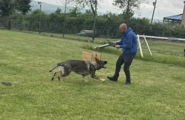 Competition Obedience